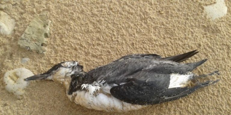 Comment Savoir Si Un Oiseau Est Mort